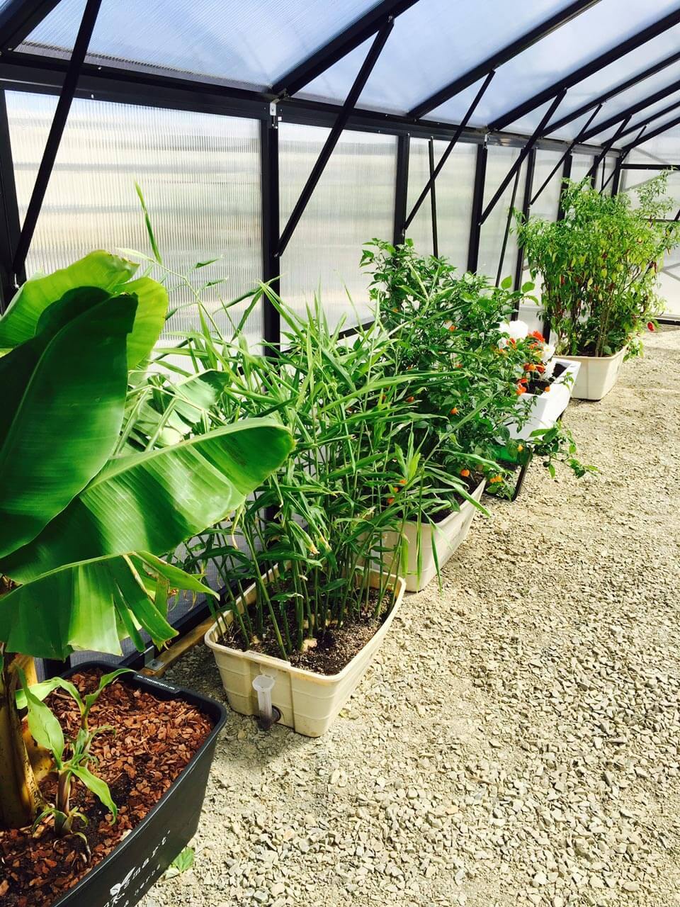 GreenSmart GreenSmart Self-Watering Pot